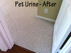 Pet Stain Removal - After